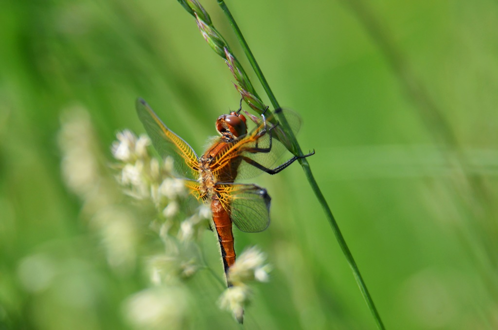 Gefleckte Heidelibelle ♂(Sympetrum flaveolum) Foto © P. Britz