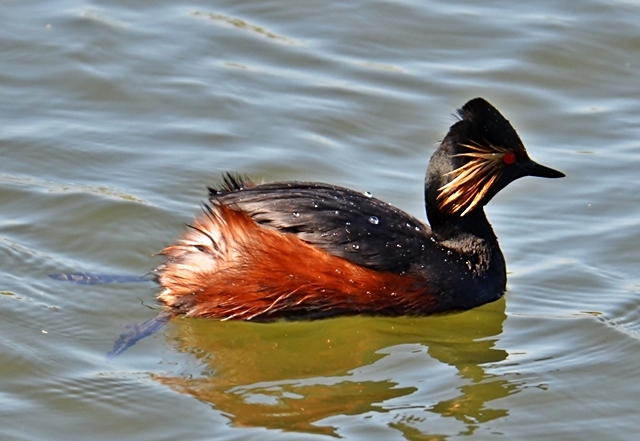 025 Der Schwarzhalstaucher (Podiceps nigricollis)