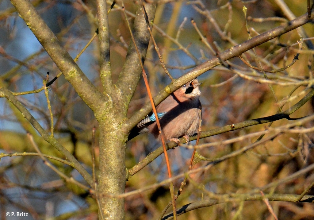 Eichelhäher (Garrulus glandarius) mit Eichelfrucht