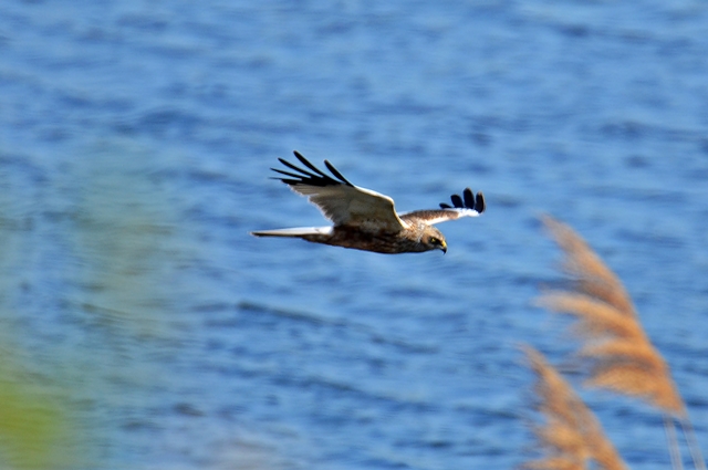 051 Die Rohrweihe ♂ (Circus aeruginosus)