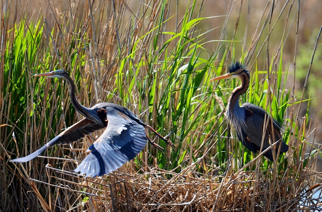 107 Der Purpurreiher (Ardea purpurea) bei der Brutpflege