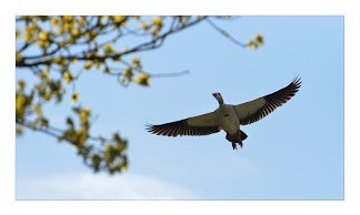 Nilgans im Flug