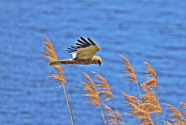 053 Die Rohrweihe ♂ (Circus aeruginosus)