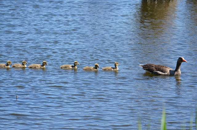 100 Graugansfamilie(Anser anser) schwimmt im Gänsemarsch