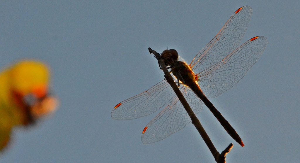 Gemeine Heidelibelle ♂ (Sympetrum vulgatum) Foto © P. Britz