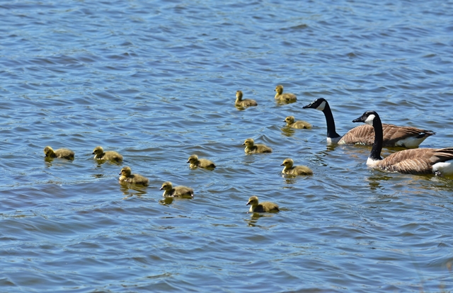 089 Kanadaganspaar (Branda canadensis) mit Kücken