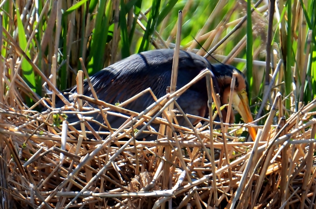 108 Der Purpurreiher (Ardea purpurea) bei der Brutpflege