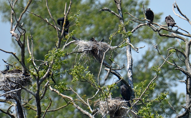 084 Eine Kormorankolonie (Phalacrocorax carbo)