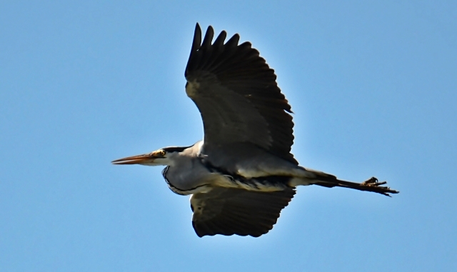 027 Der Graureiher (Ardea cinerea)