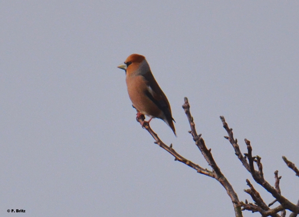 Kernbeißer (Coccothraustes coccothraustes) ♂