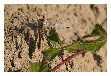 Libelle