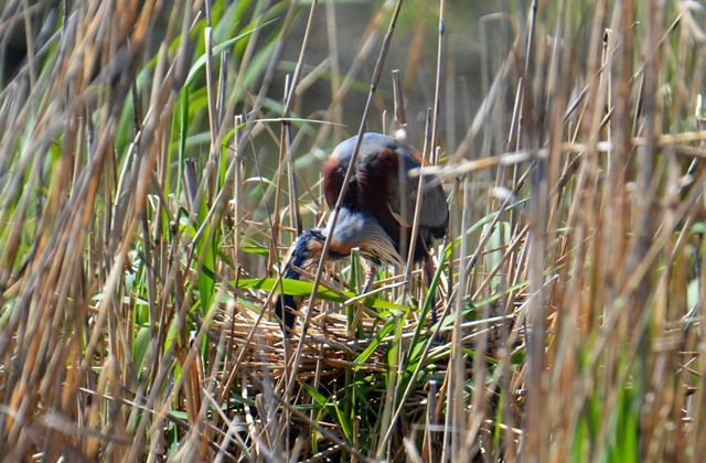 110 Der Purpurreiher (Ardea purpurea) bei der Brutpflege