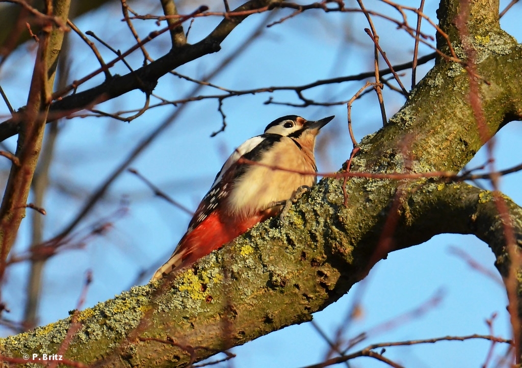  Buntspecht (Dendrocopos major)