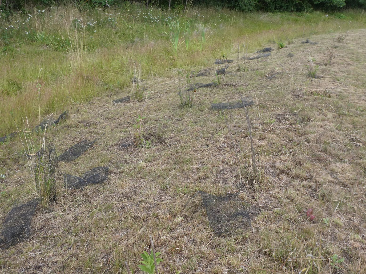 Drahthosen nach Mäharbeiten in einer renaturierten Fläche