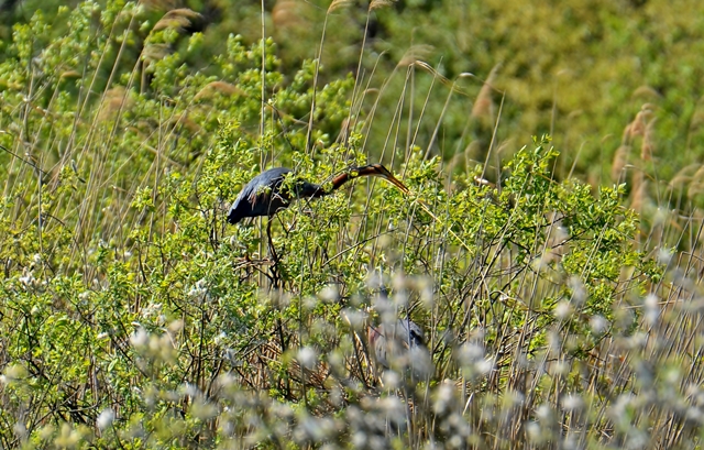 086  Der Purpurreiher (Ardea purpurea)