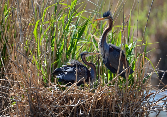 104 Der Purpurreiher (Ardea purpurea) bei der Brutpflege