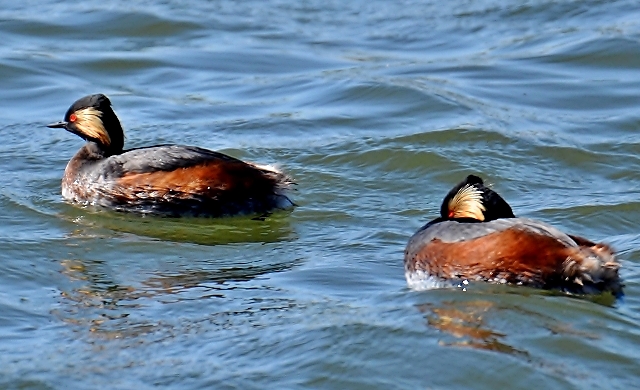 024 Der Schwarzhalstaucher (Podiceps nigricollis)