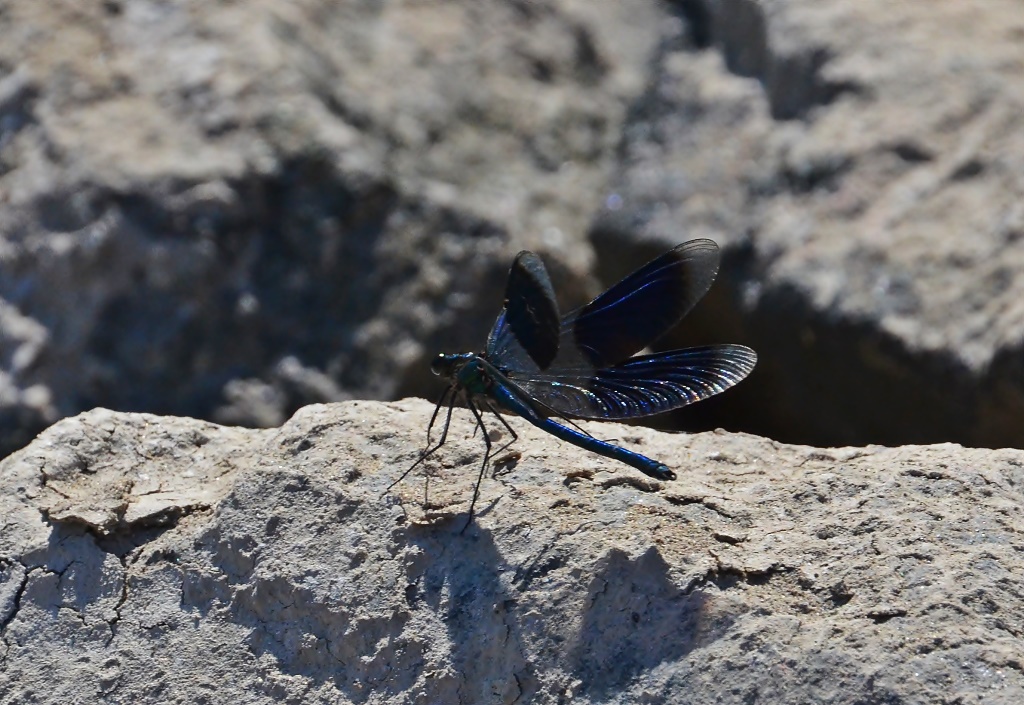 Gebänderte Prachtlibelle ♂(Calopteryx splendens) Foto © P. Britz