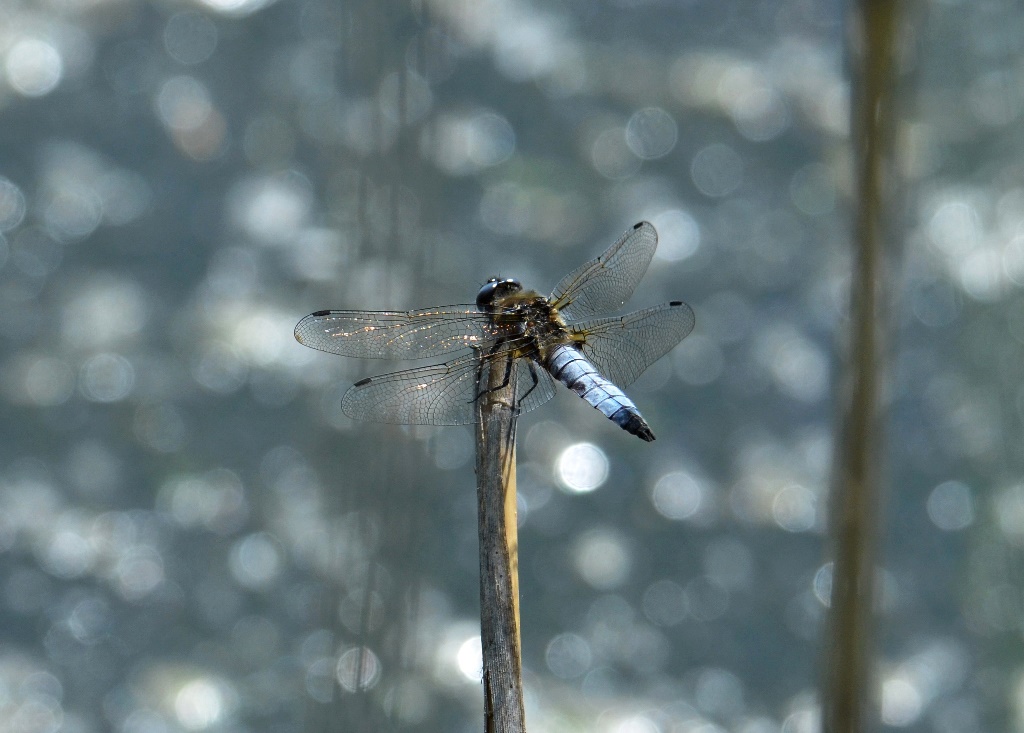 Spitzenfleck ♂ (Libellula fulva) Foto © P. Britz