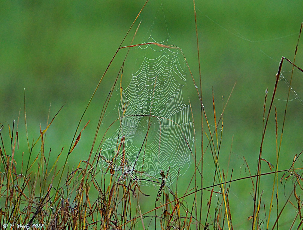 Morgentau im Spinnennetz ©P. Britz