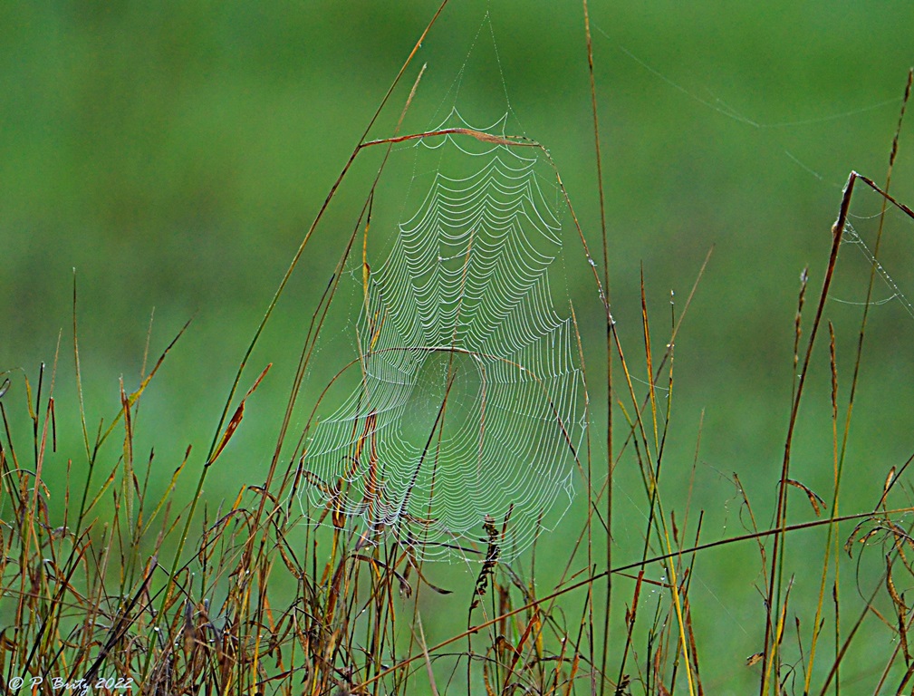 Morgentau im Spinnennetz ©P. Britz