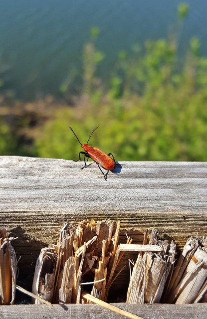 074 Der Rothalsbock (Stictoleptura rubra)