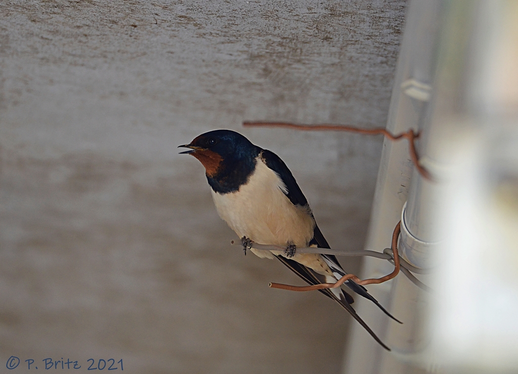 Rauchschwalbe (Hirundo rustica) Ludwigshöhe Foto: P. Britz