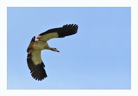 Nilgans im Flug