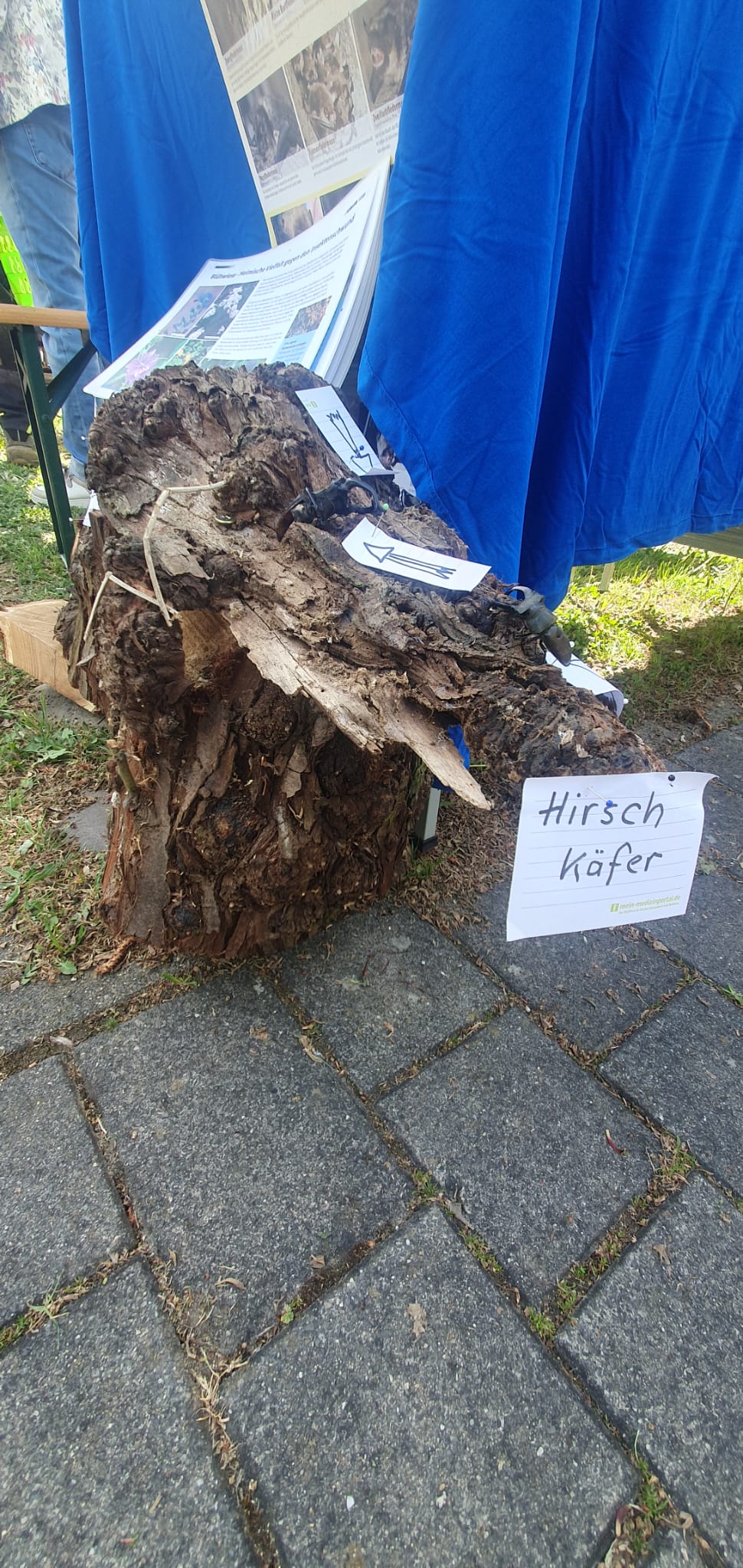 Andi's Hirschkäfer (Teile) vom Viehweg