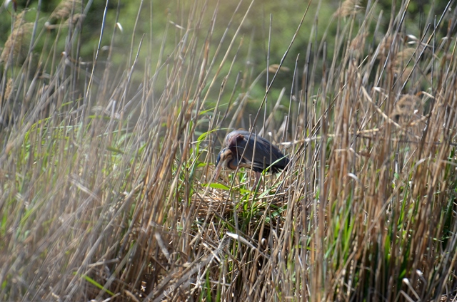 109 Der Purpurreiher (Ardea purpurea) bei der Brutpflege