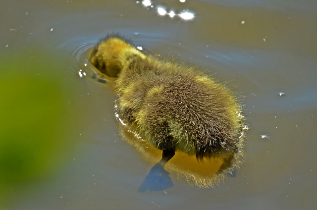 048 Kücken der Kanadagans (Branda canadensis)