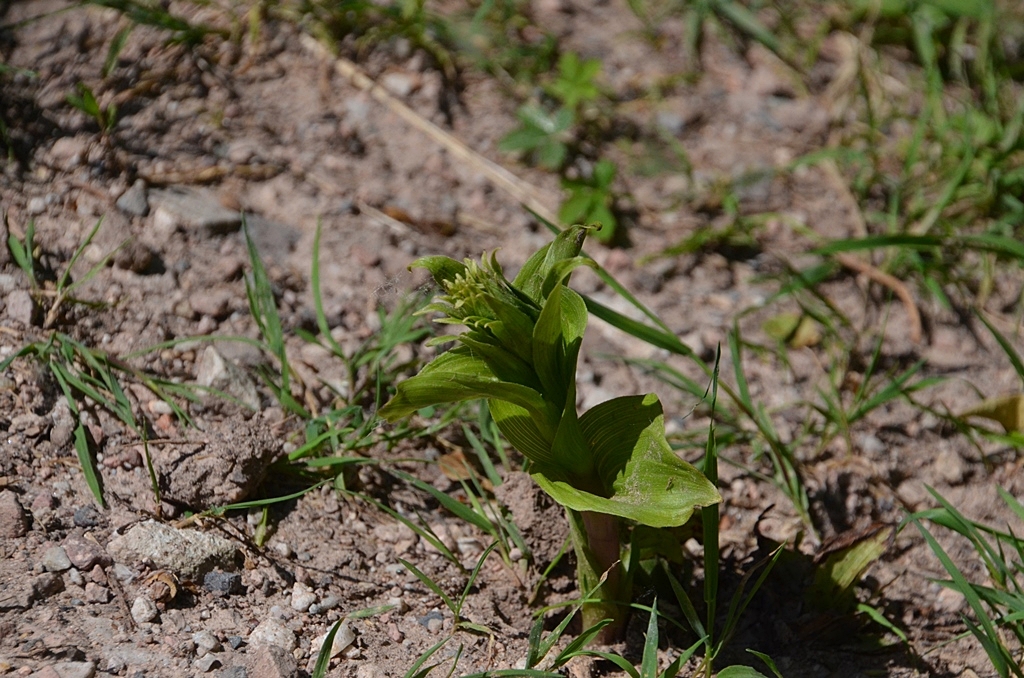 Die Stendelwurz (Epipactis helleborine) am Viehweg