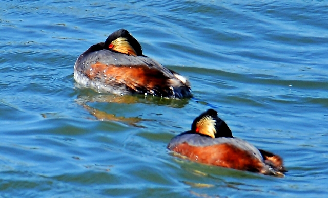 022 Der Schwarzhalstaucher (Podiceps nigricollis)