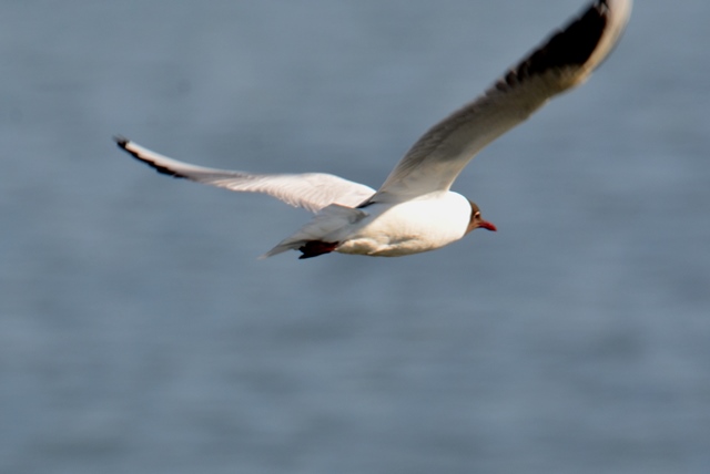 006 Die Lachmöve (Chroicocephalus ridibundus)