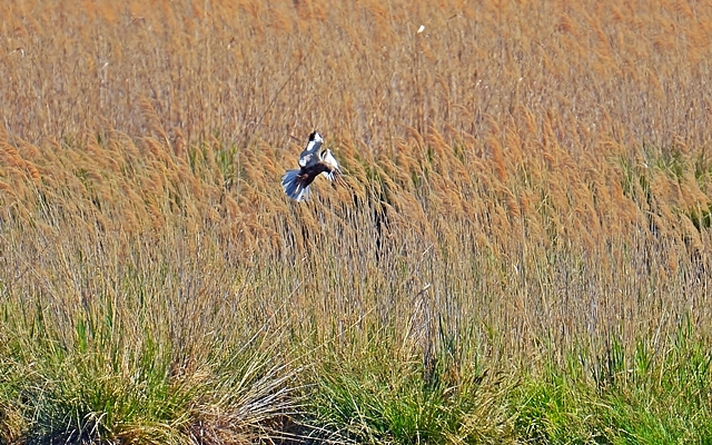 057 Die Rohrweihe ♂ (Circus aeruginosus)