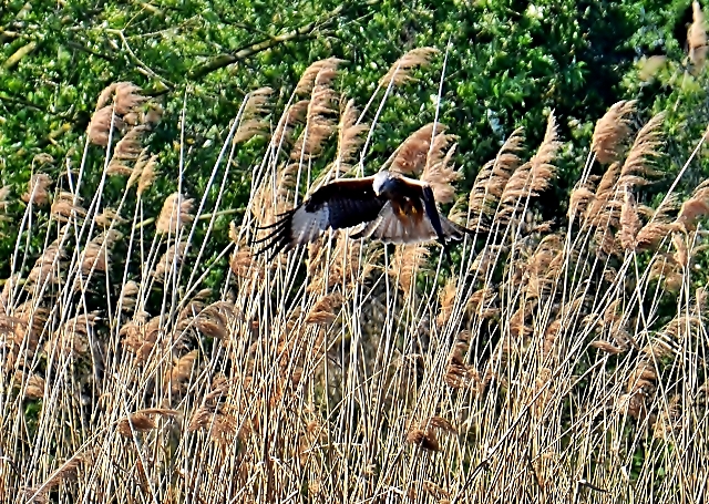 030 Die Rohrweihe (Circus aeruginosus)