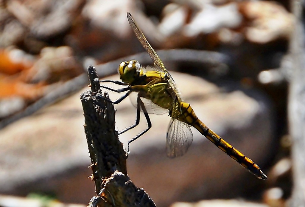 Blutrote Heidelibelle ♀ (Sympetrum sanguineum) Foto © P. Britz