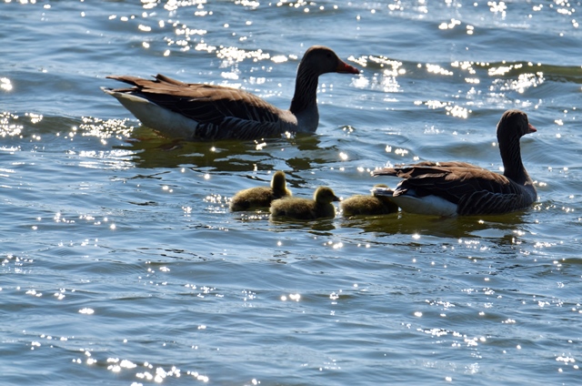 019 Familie Graugans (Anser anser) zu  Wasser