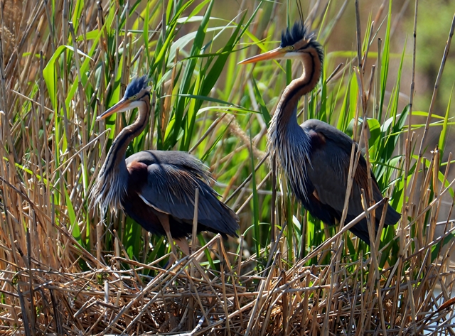 106 Der Purpurreiher (Ardea purpurea) bei der Brutpflege