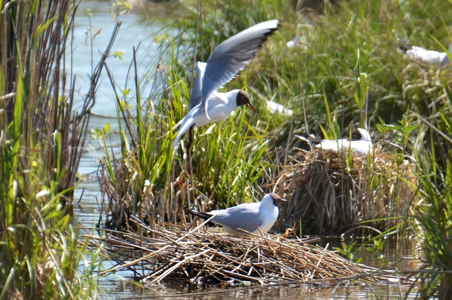 096 Die Lachmöve (Chroicocephalus ridibundus) mit Nistmaterial