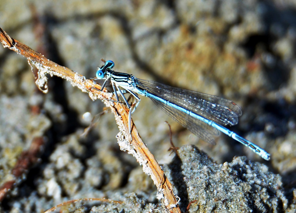 Blaue Federlibelle ♂ (Platycnemis pennipes) Foto © P. Britz