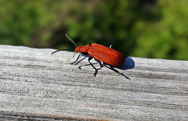 076 Der Rothalsbock (Stictoleptura rubra)