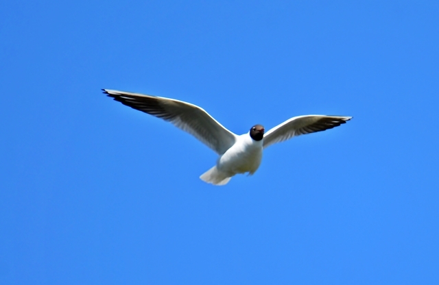 032 Die Lachmöve (Chroicocephalus ridibundus)