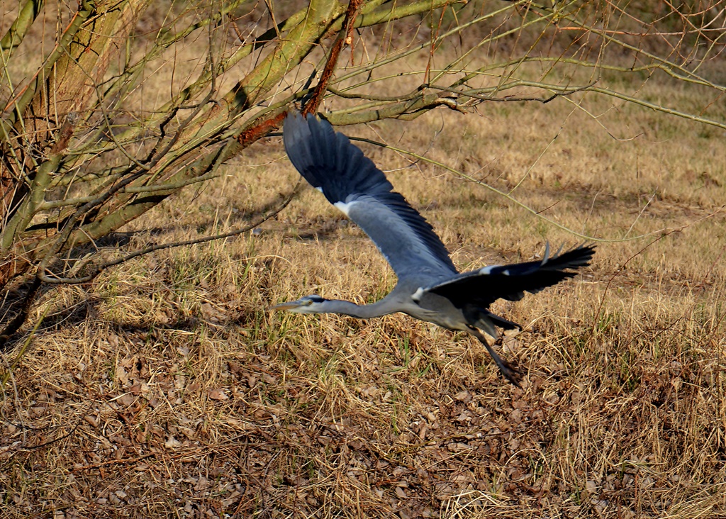 Graureiher (Ardea cinerea)