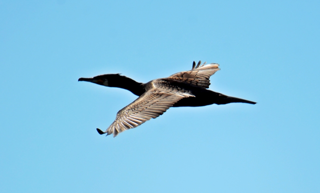 082 Der Kormoran (Phalacrocorax carbo) im Flug 