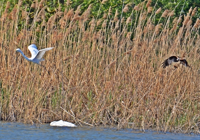 029 Der Silberreiher (Casmerodius albus) und die Rohrweihe (Circus aeruginosus)