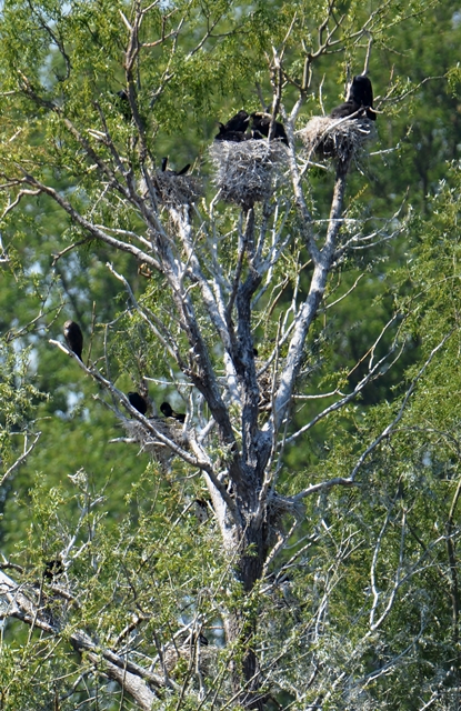 081 Eine Kormorankolonie (Phalacrocorax carbo)