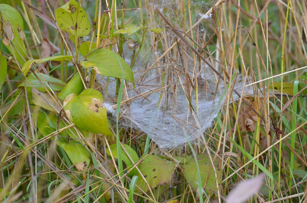 Morgentau im Spinnennetz ©P. Britz