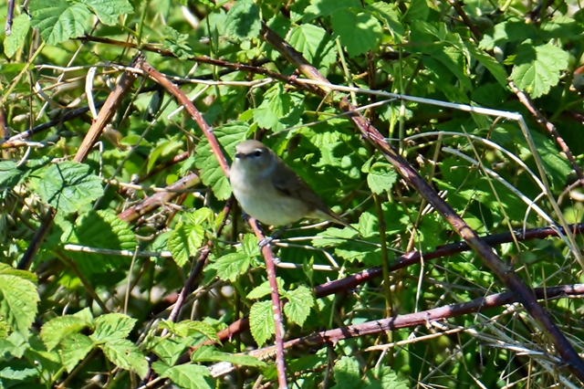 065 Die Gartengrasmücke (Sylvia borin) oder?