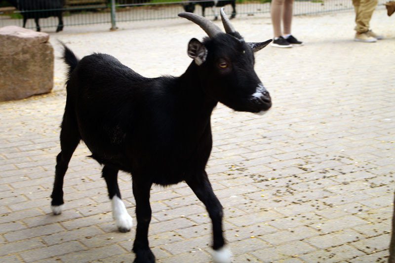 Foto: Seliester Schwarz